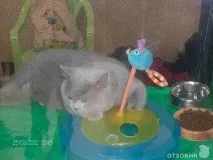 На міжнародній виставці кішок у Льодовому палаці красуються півтори сотні вусатих експонатів — ФОТО виставці