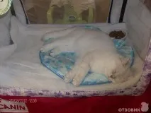 На міжнародній виставці кішок у Льодовому палаці красуються півтори сотні вусатих експонатів — ФОТО красуються