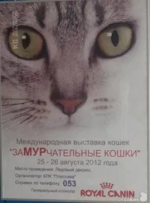 На міжнародній виставці кішок у Льодовому палаці красуються півтори сотні вусатих експонатів — ФОТО міжнародній