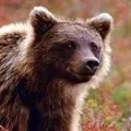 Біржовий - пошук слів за маскою та визначенням, відповіді на сканворди маскою