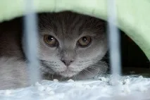 На міжнародній виставці кішок у Льодовому палаці красуються півтори сотні вусатих експонатів — ФОТО красуються