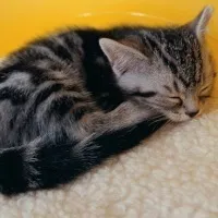 Блохи у кошенят - Котячий світ котячий