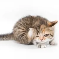 Блохи у кошенят - Котячий світ котячий