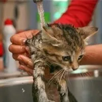 Блохи у кошенят - Котячий світ котячий