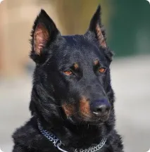 французька