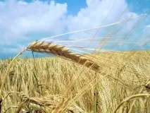 Чим жито краще за гній, 6 соток жито