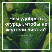 жовтіло