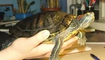 Що їдять червоновухі черепахи в домашніх умовах. черепахи