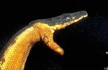 Що робити за укусу морської змії - Укусили! морської