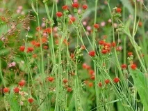 Квіти емілії – вогники осіннього саду, Квіти у саду (Садиба) квіти