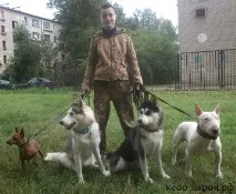 Домашня перетримка собаки у інструктора-кінолога у Санкт-Петербурзі собак