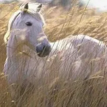 Для чого потрібний кінь у господарстві кінь