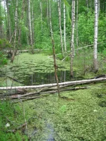 Дух череповецьких боліт води