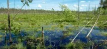Дух череповецьких боліт боліт