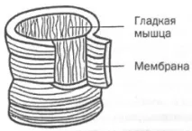 ФІЗІОЛОГІЧНИЙ СЕКРЕТ НАЛАШТУВАННЯ ГОЛОСУ («МАЛЕ» ДИХАННЯ) голосу