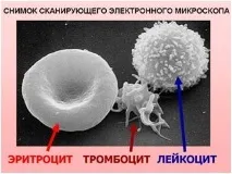 Функції та склад крові функції