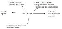 Функції та склад крові крові