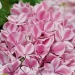 Гортензія крупнолистяна чому варто спробувати виростити - Розплідник рослин ФЛОРИНІ гортензія