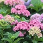 Гортензія крупнолистяна чому варто спробувати виростити - Розплідник рослин ФЛОРИНІ спробувати