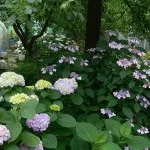 Гортензія крупнолистяна чому варто спробувати виростити - Розплідник рослин ФЛОРИНІ чому