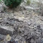 Гортензія крупнолистяна чому варто спробувати виростити - Розплідник рослин ФЛОРИНІ крупнолистяна