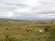 Гори - багатство Сербії, джерело чистого повітря, унікального рослинного та тваринного світу багатство