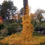Гортензія кучерява рослини