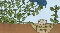 Гортензія кучерява Бути