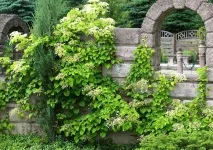 Гортензія кучерява гортензія