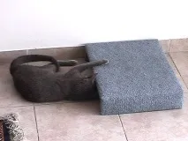Іграшки для котів своїми руками своїми