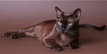 моєї