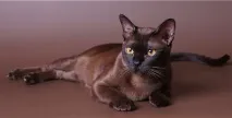 кішка