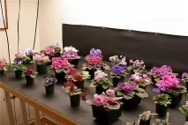 Штучне освітлення фіалок, Фіалки без кордонів фіалок