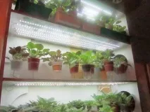 Штучне освітлення фіалок, Фіалки без кордонів освітлення