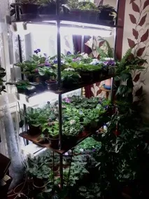 Штучне освітлення фіалок, Фіалки без кордонів штучне