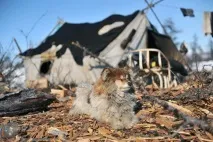 З життя оленярів Колими - Видавництво «Мисливець» колими