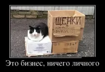 ролики