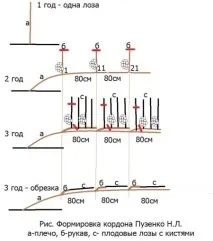 винограду