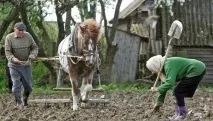 Як і коли садити картоплю у Сибіру картоплю