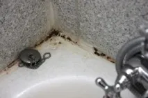 Як позбутися цвілі на стелі у ванній цвілі