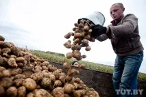 Як ми їздили на картоплю, Back in the USSR картоплю