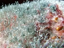 Як позбутися цвілі на стелі у ванній позбутися