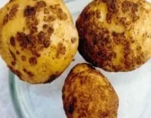 Як позбутися золотистої картопляної нематоди картопляної