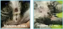стать