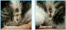 кошеня