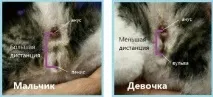 стать