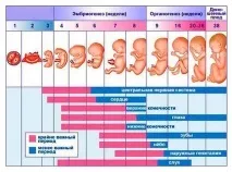 Як підготуватися до вагітності після 30 років підготуватися