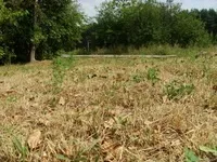 Як рослини та тварини пристосовані до життя у пустелі життя