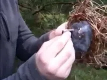 незвичайних