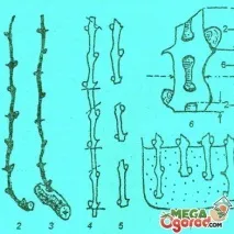 Як розмножити виноград живцями швидко швидко